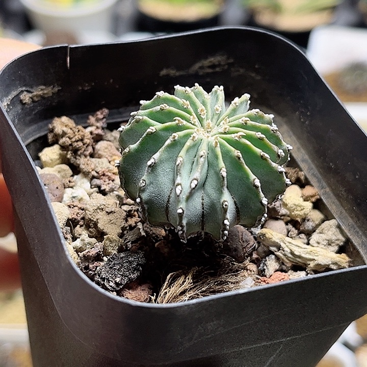 花笼实生3公分左右