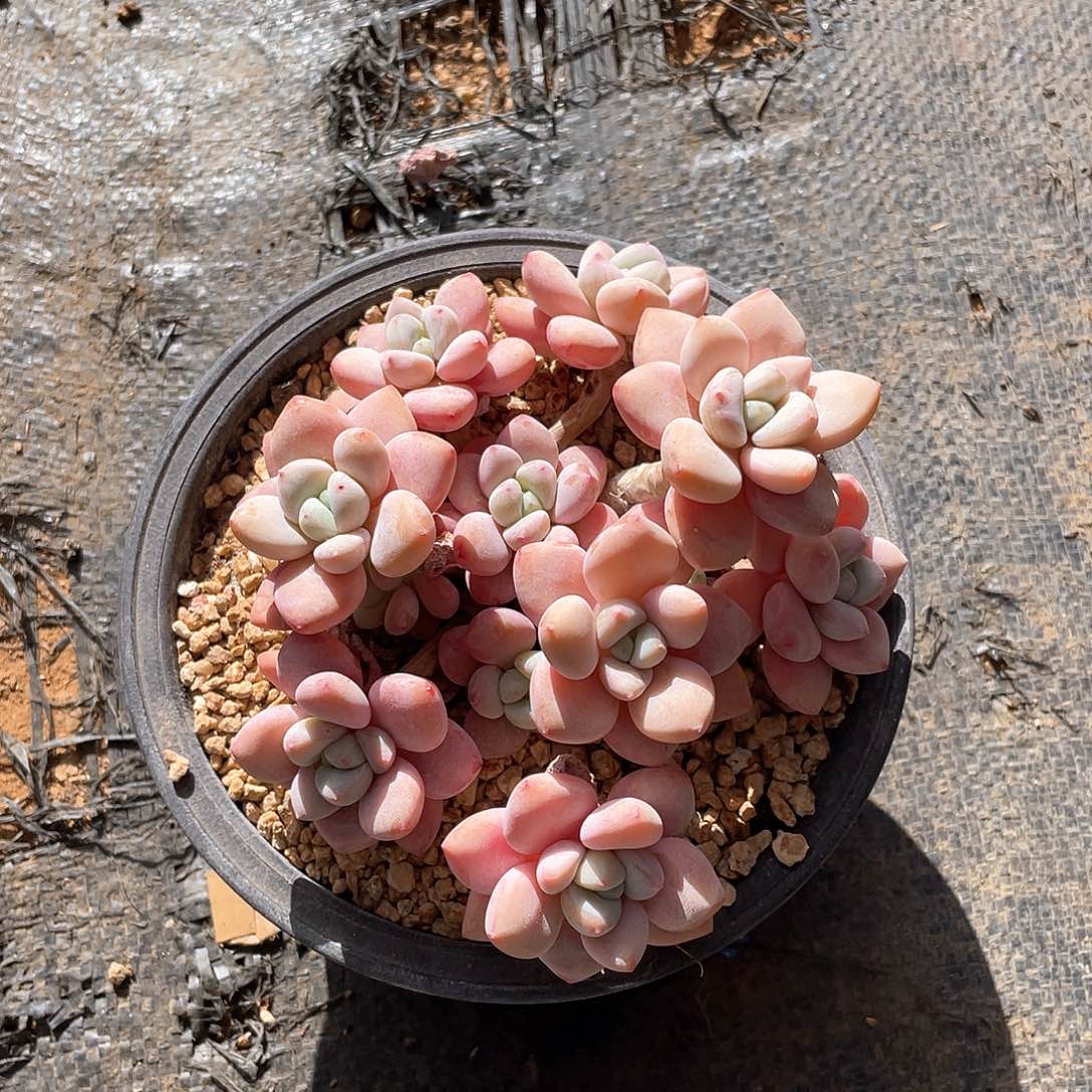 多肉植物多肉植物