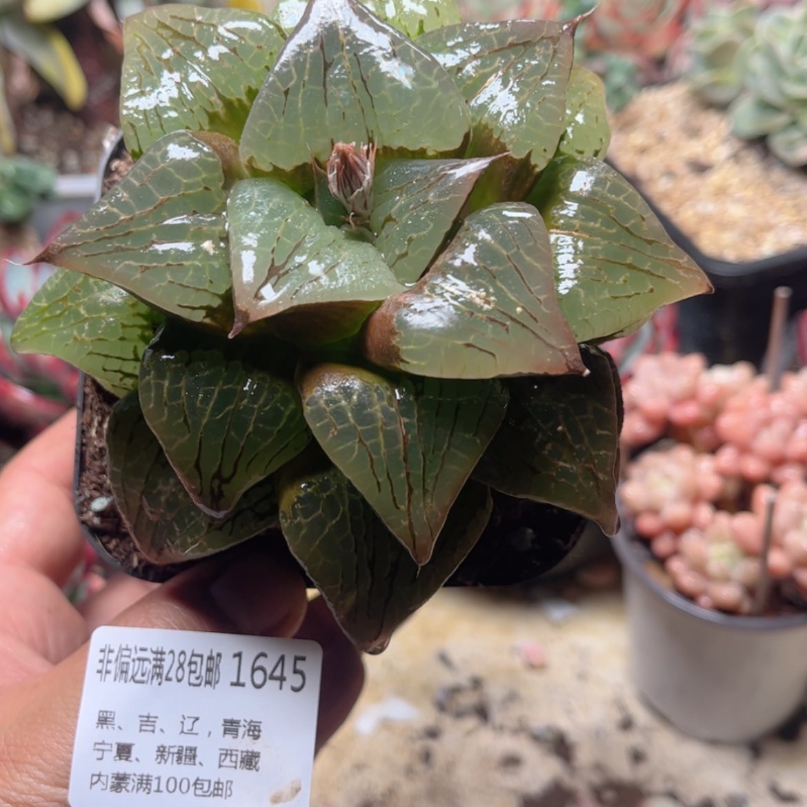 【闪购商品】1645水晶寿