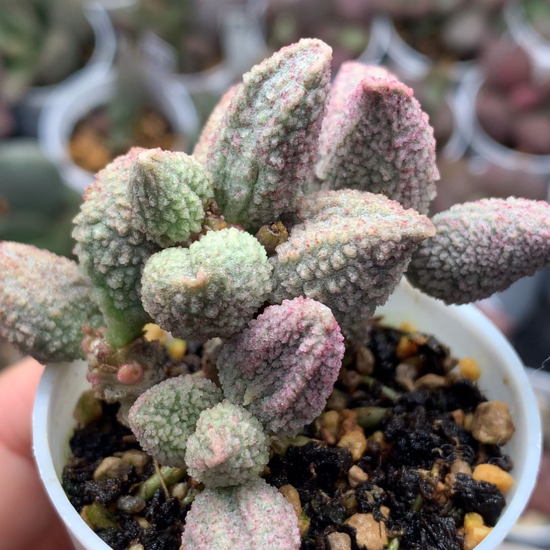 血斑哈默杂桩子4头