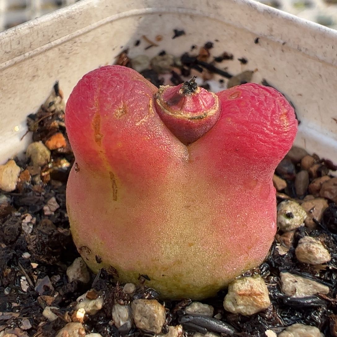 582多肉植物组合