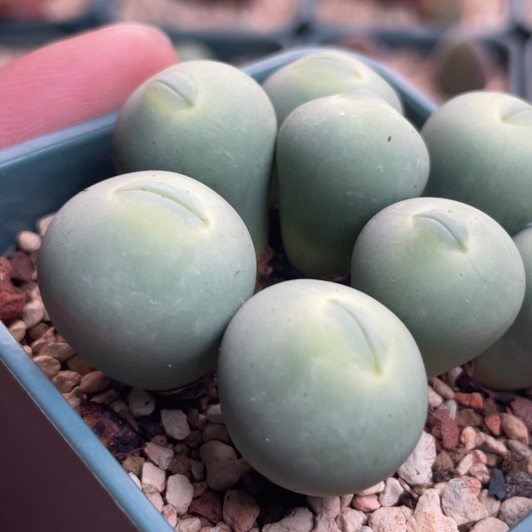 女神节特惠玻尿酸大嘴植物一物一拍