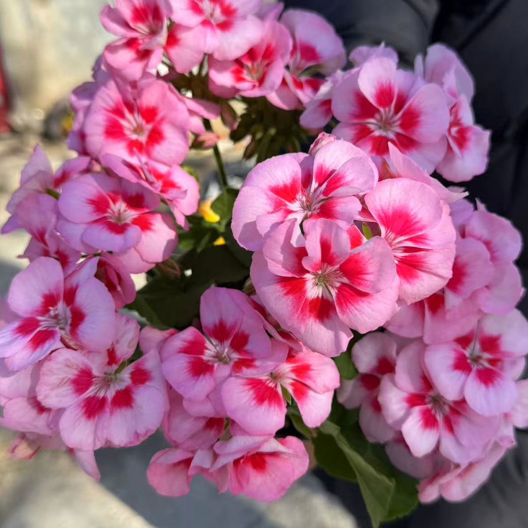 《少女粉飞溅》勤花天竺葵