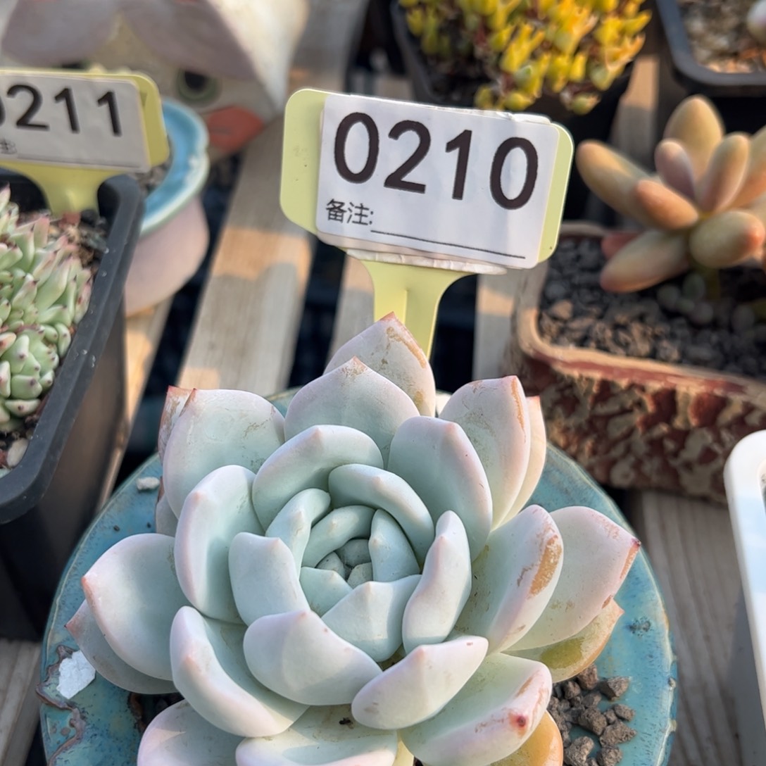 嫦娥老桩多肉植物