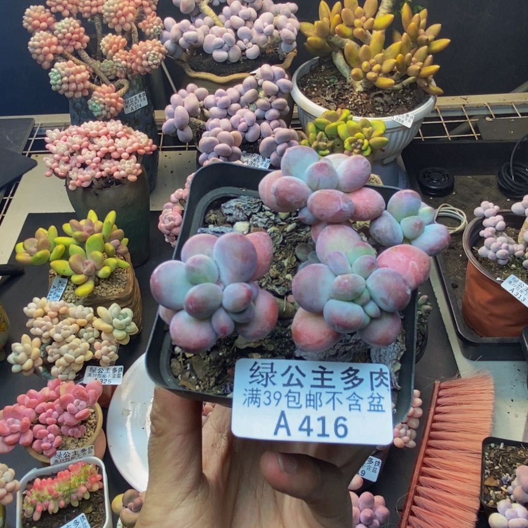 傻*鱼416苹果奶一代多肉6c m