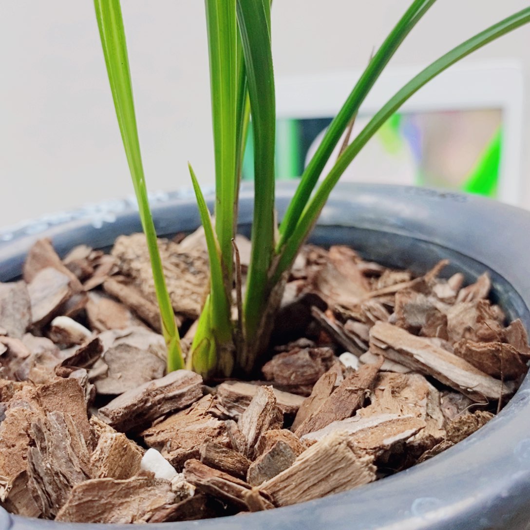 老***头当前无花栽培后可以开花