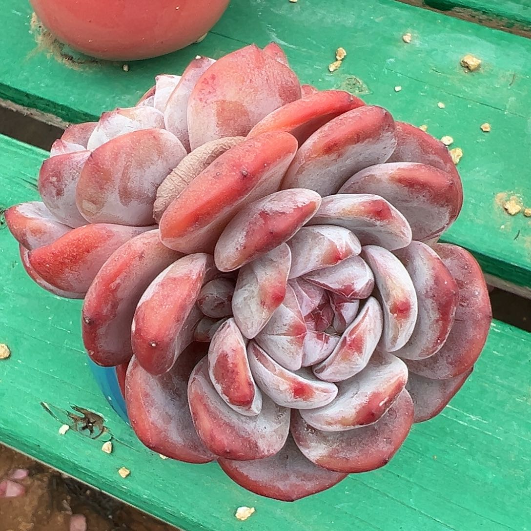 啊石榴籽星影小树福利