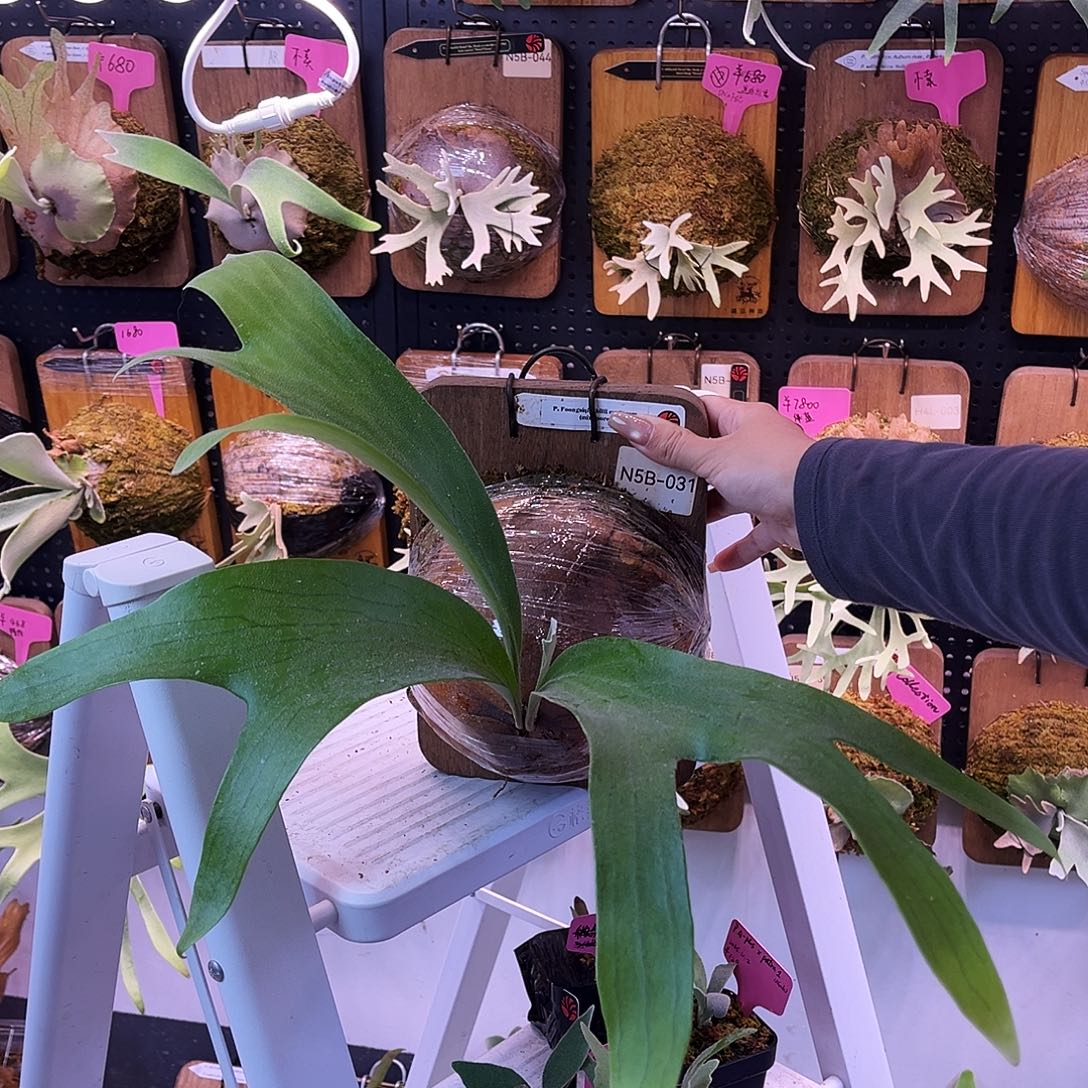 nook fsq 风暴孢子苗