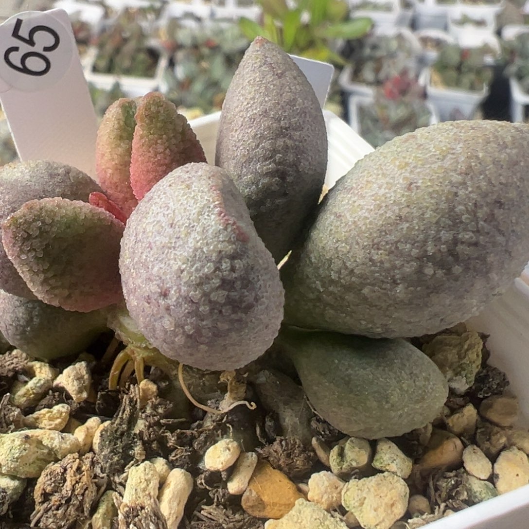 65实生老桩多头多肉植物