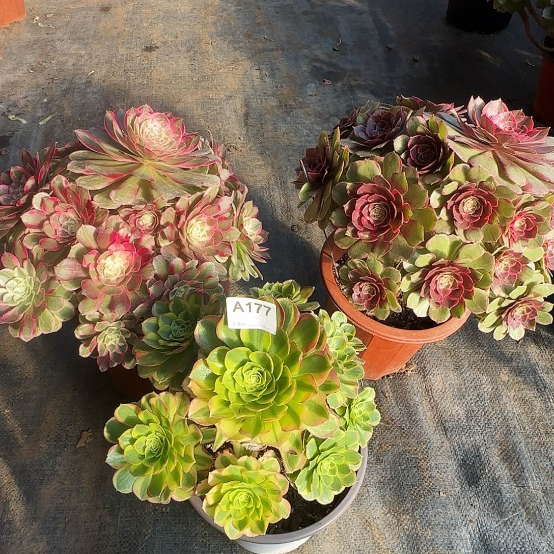 又***双177法师多肉组合111