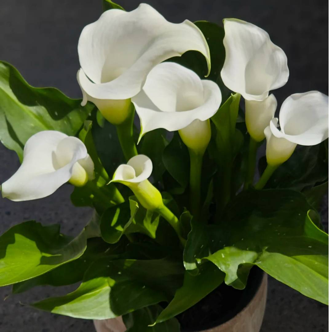 英茂【火山】彩色马蹄莲盆栽云南直发