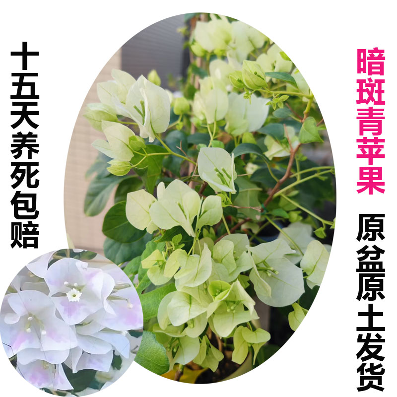 暗斑青苹果(三角梅)原生大苗四季开花老桩爬藤植物