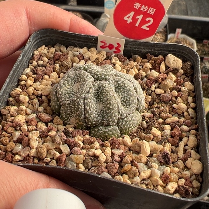 自根松针牡丹群3.4cm