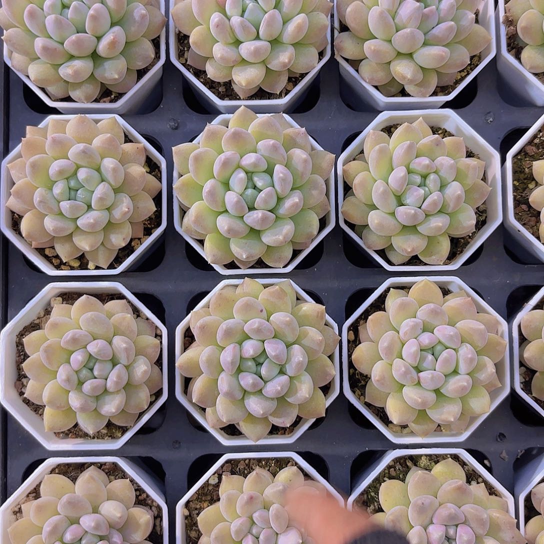 明珠一颗福利量拍