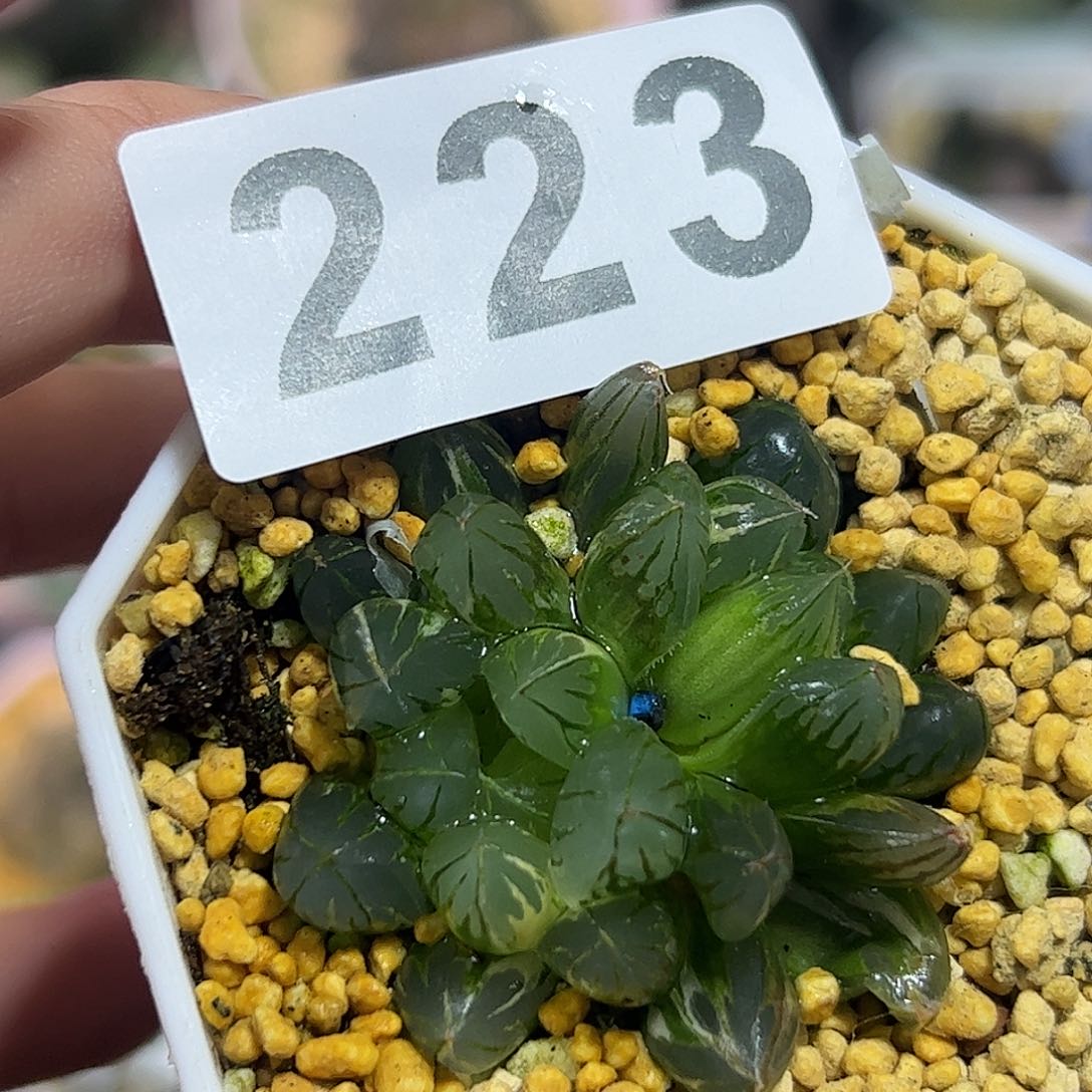 水晶灯锦十二卷多肉