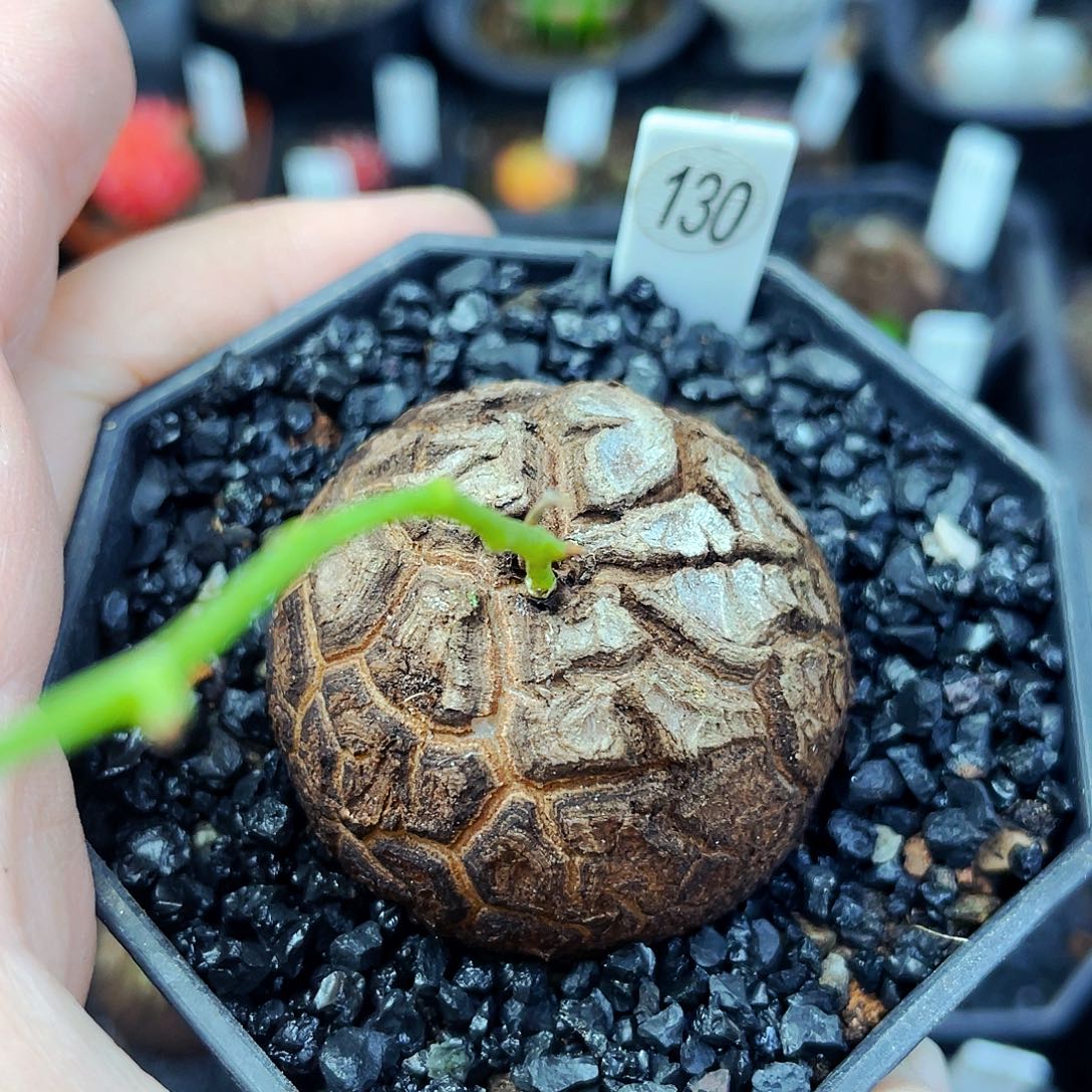 懒****r非偏远地区满25包邮仙人球3.8cm