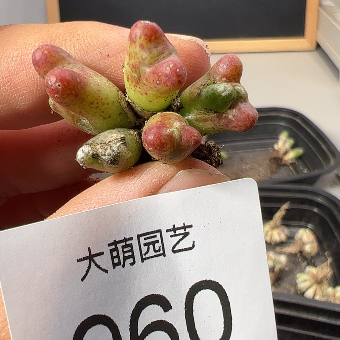 0000960 肉锥一物一拍……