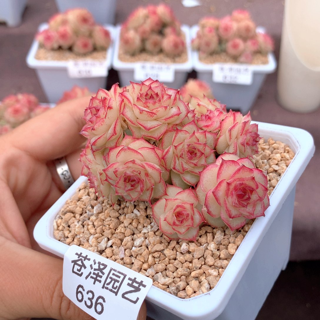 636麦秆群不包整散