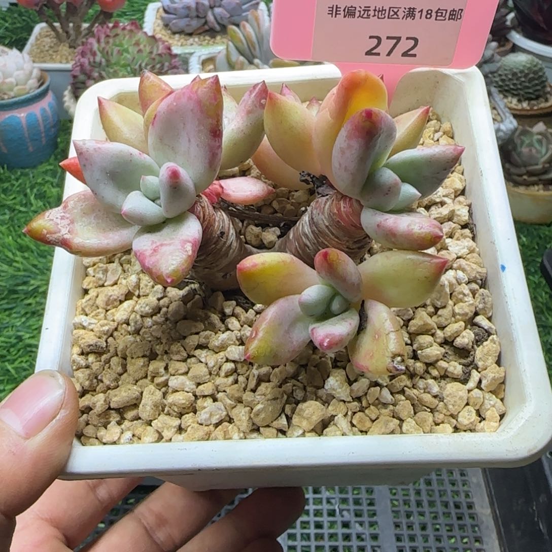 锦安精品多肉编号272