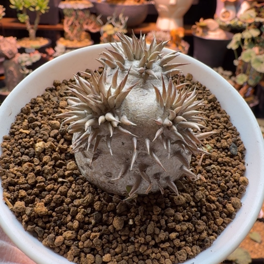 慧比大黑732 仙人掌