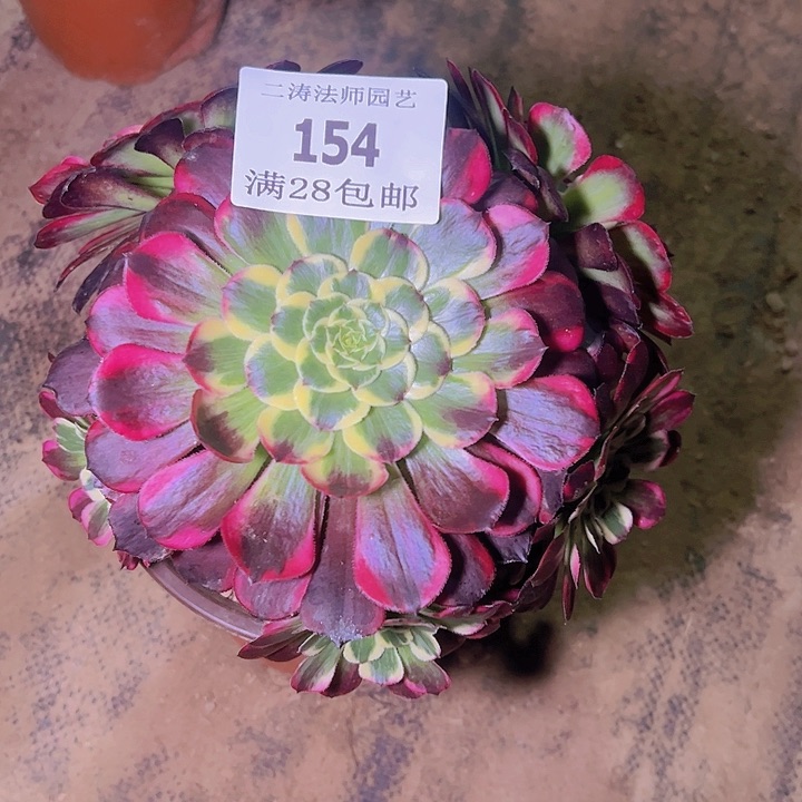 154天和多肉植物老桩