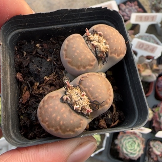 30生石花多肉植物多