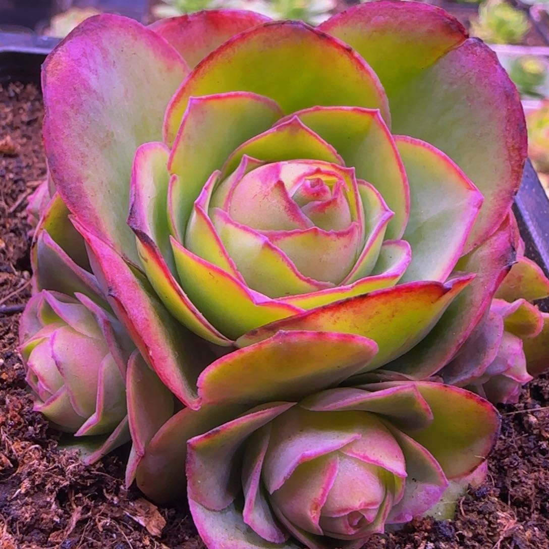 冷*福利捧花12234656424686754653