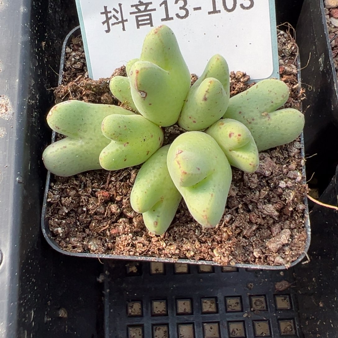 风***流13-103肉锥多肉植物