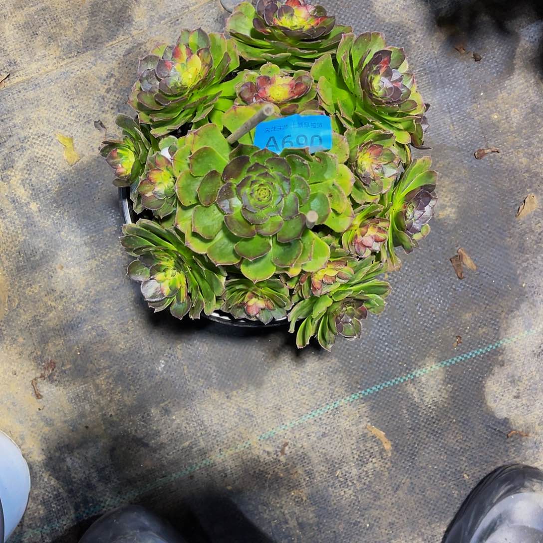 多肉海王七彩福利款690