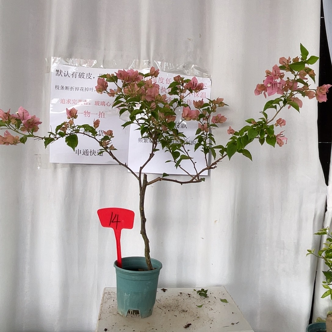 当前无花栽培后可以开花14橙粉公主，有旧伤破皮