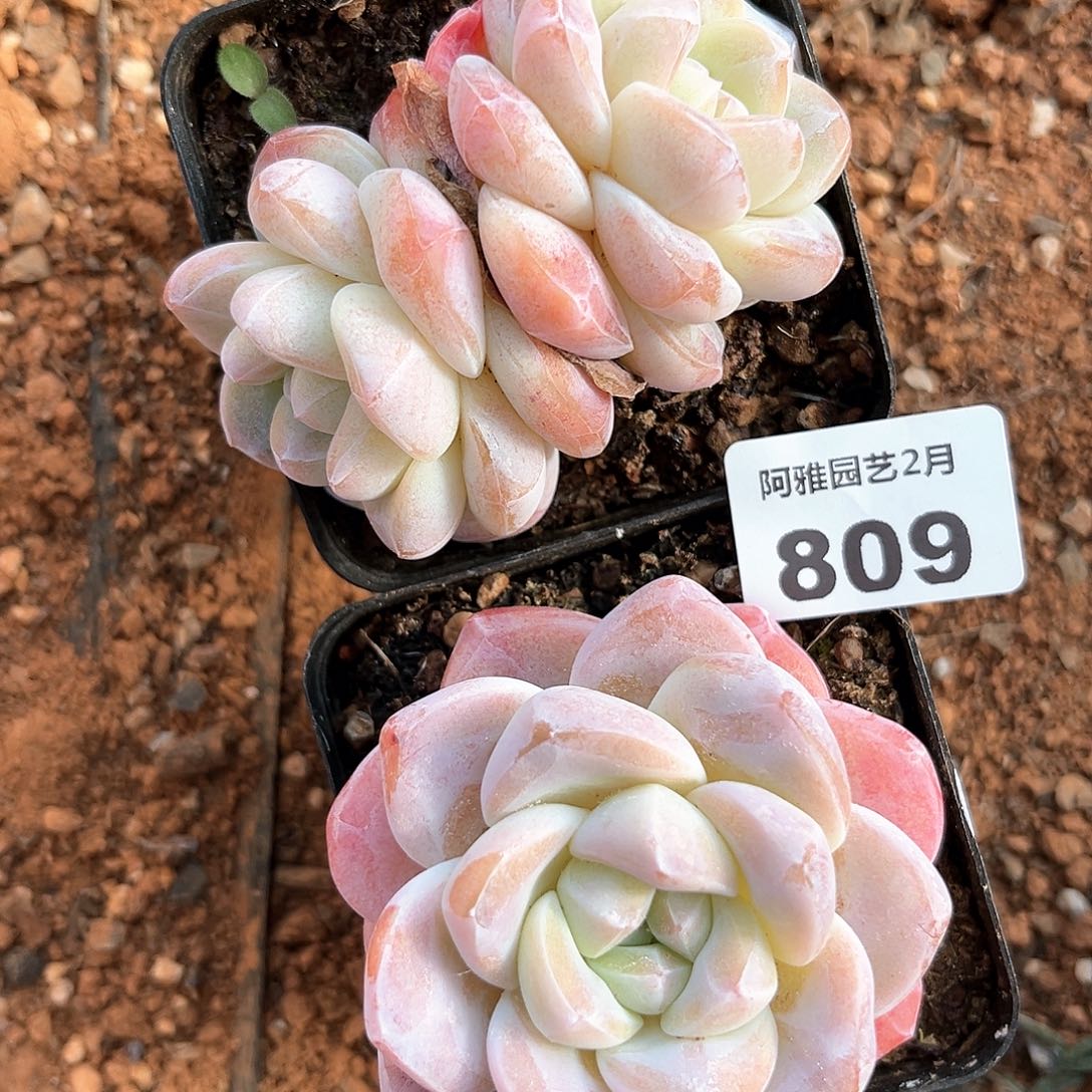 阿雅园艺。 不售后809