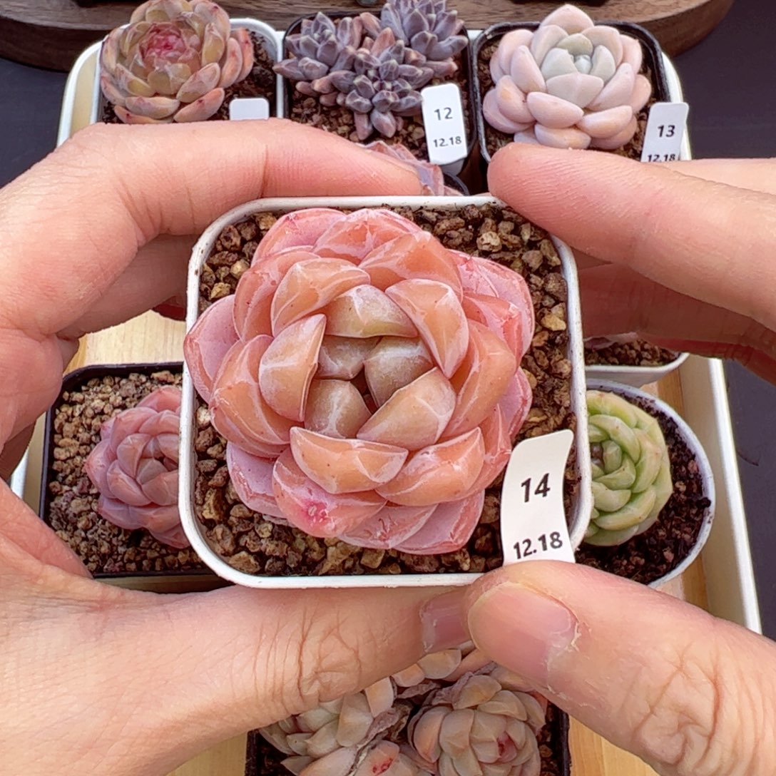 好好看14、哈哈哈哈