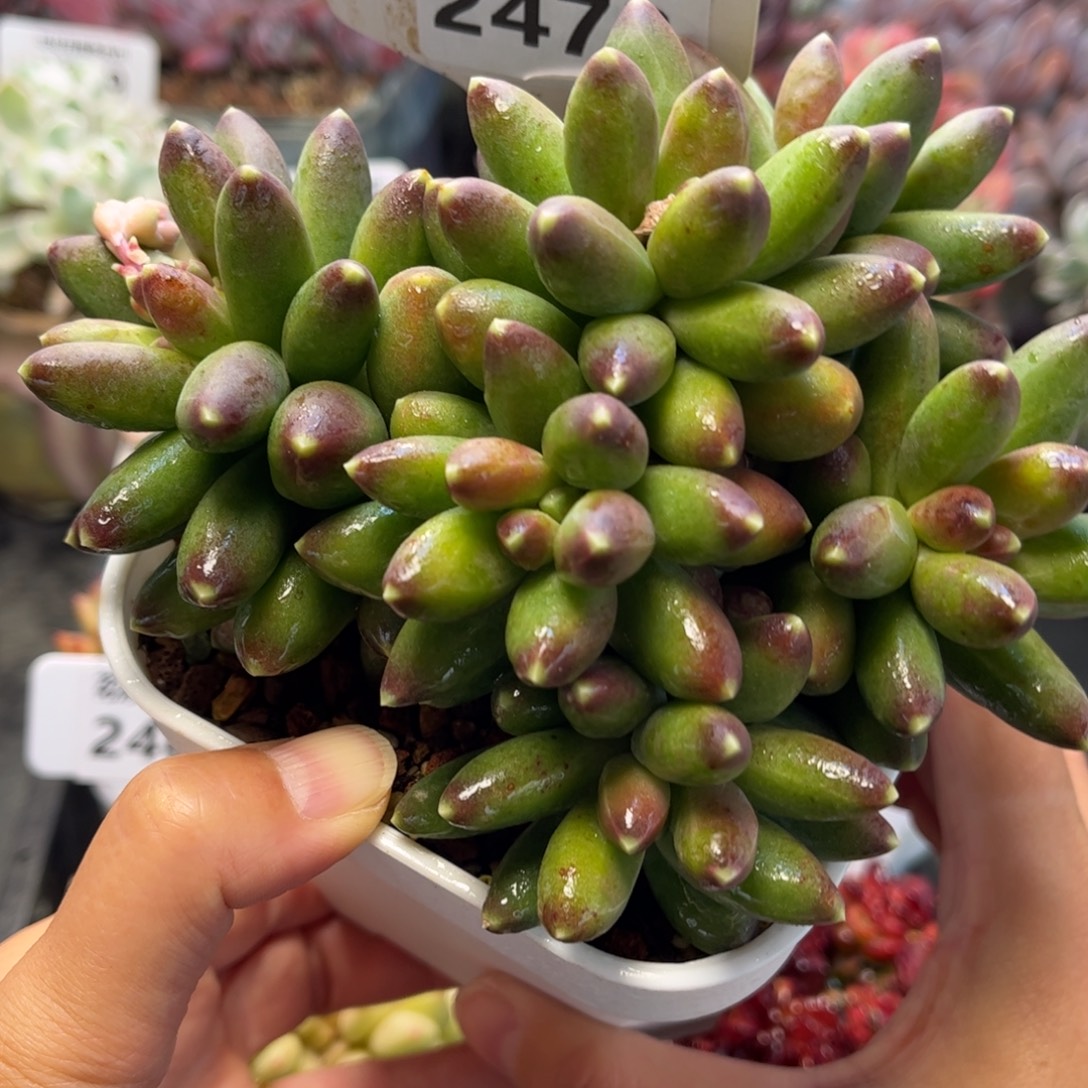 2473 天冷地区必拍保温箱
