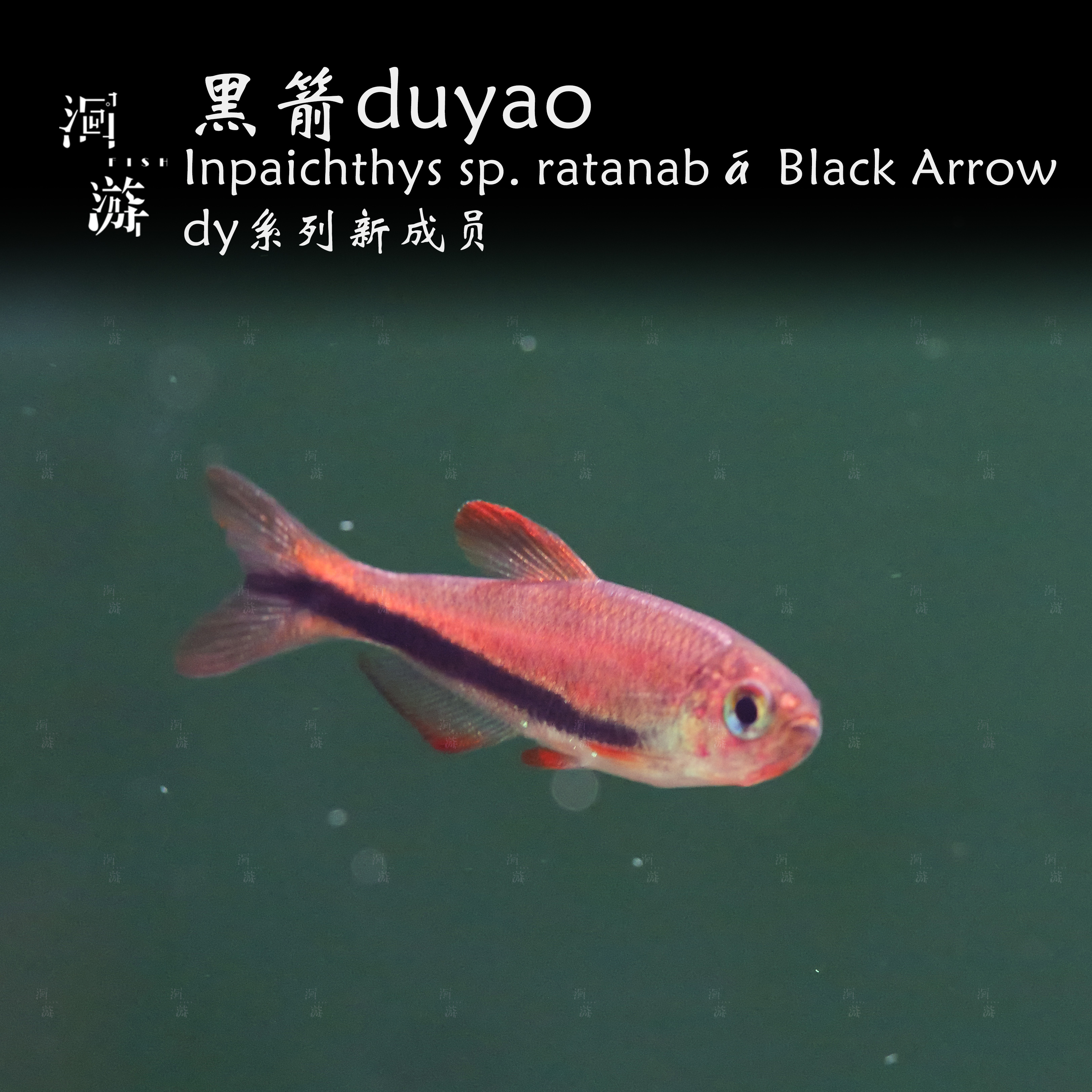 【洄游】黑箭毒药 灯鱼南美热带观赏鱼小鱼混养/定水检疫/满200包邮