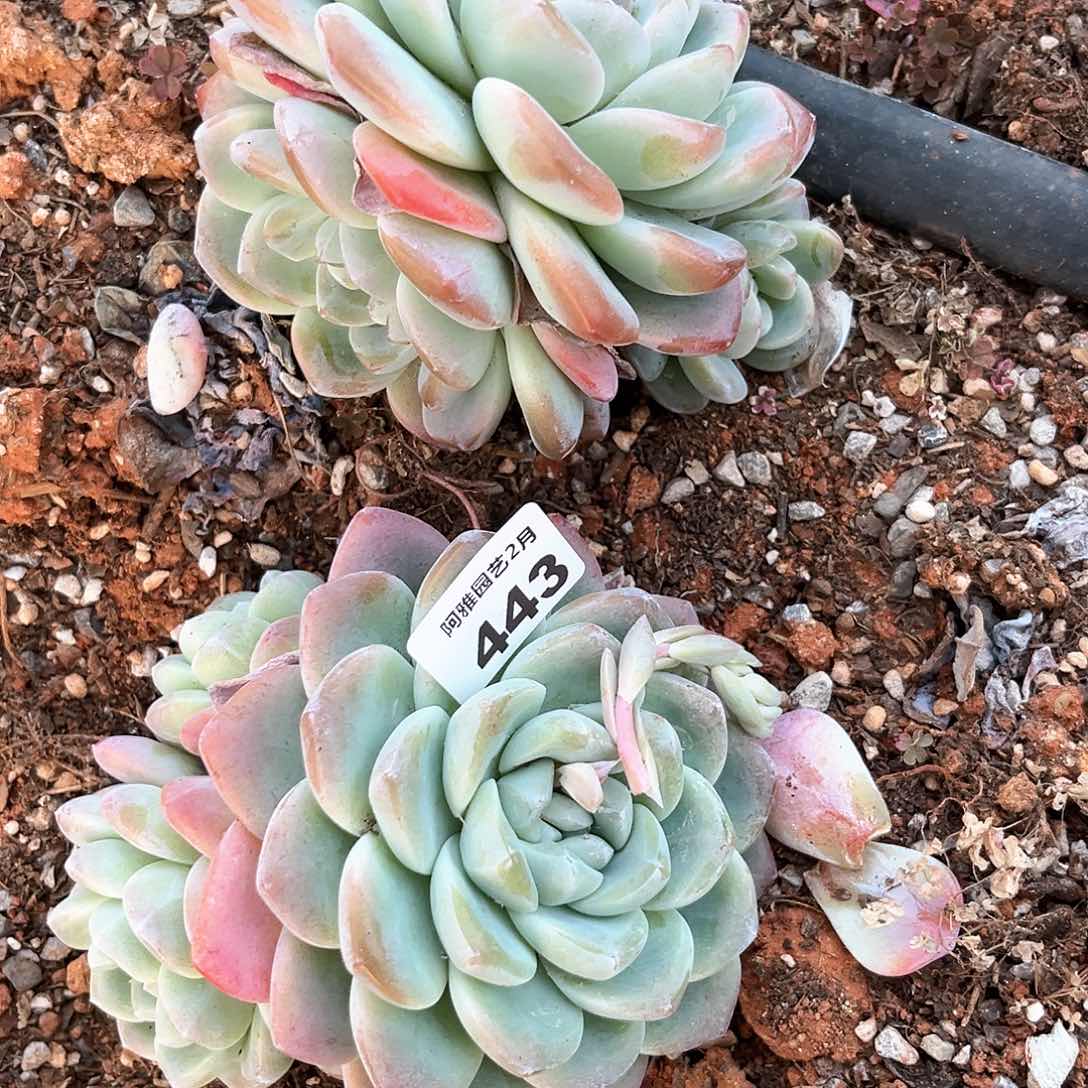 阿雅园艺。       443