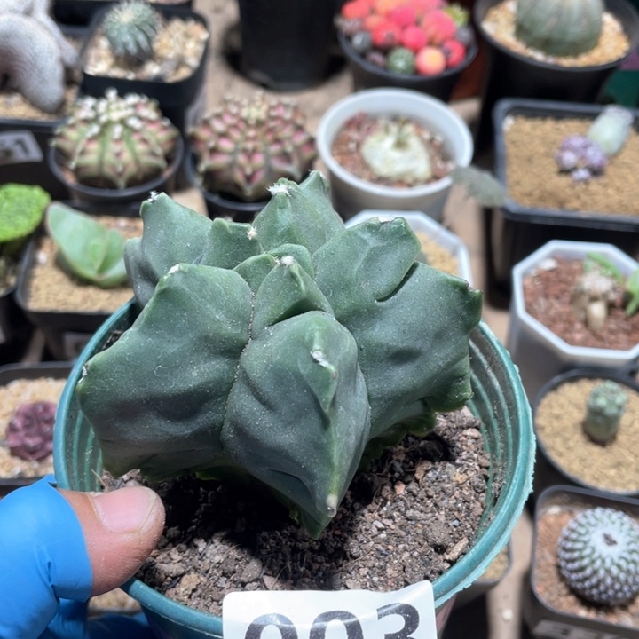 003实生角油龟甲栾凤