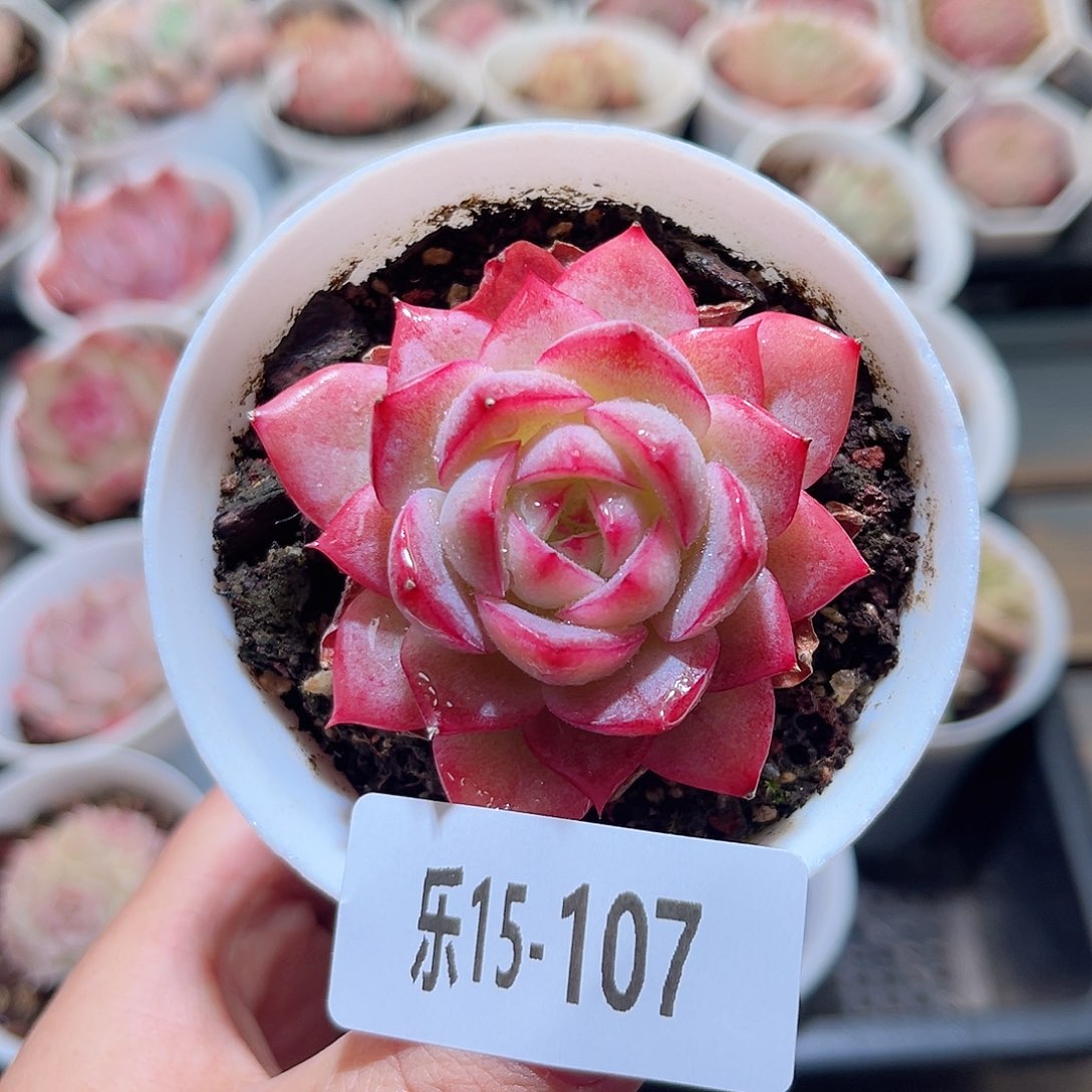 乐15-107 女王单头