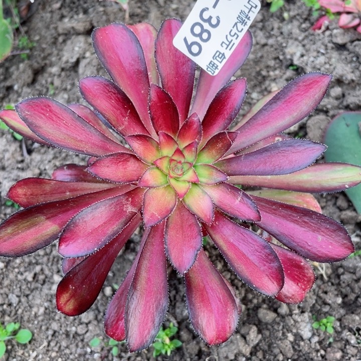 389魅力多肉12345678