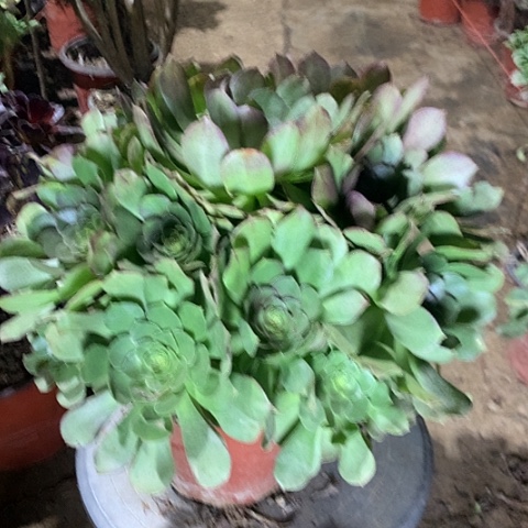 万圣节多肉植物法师29号