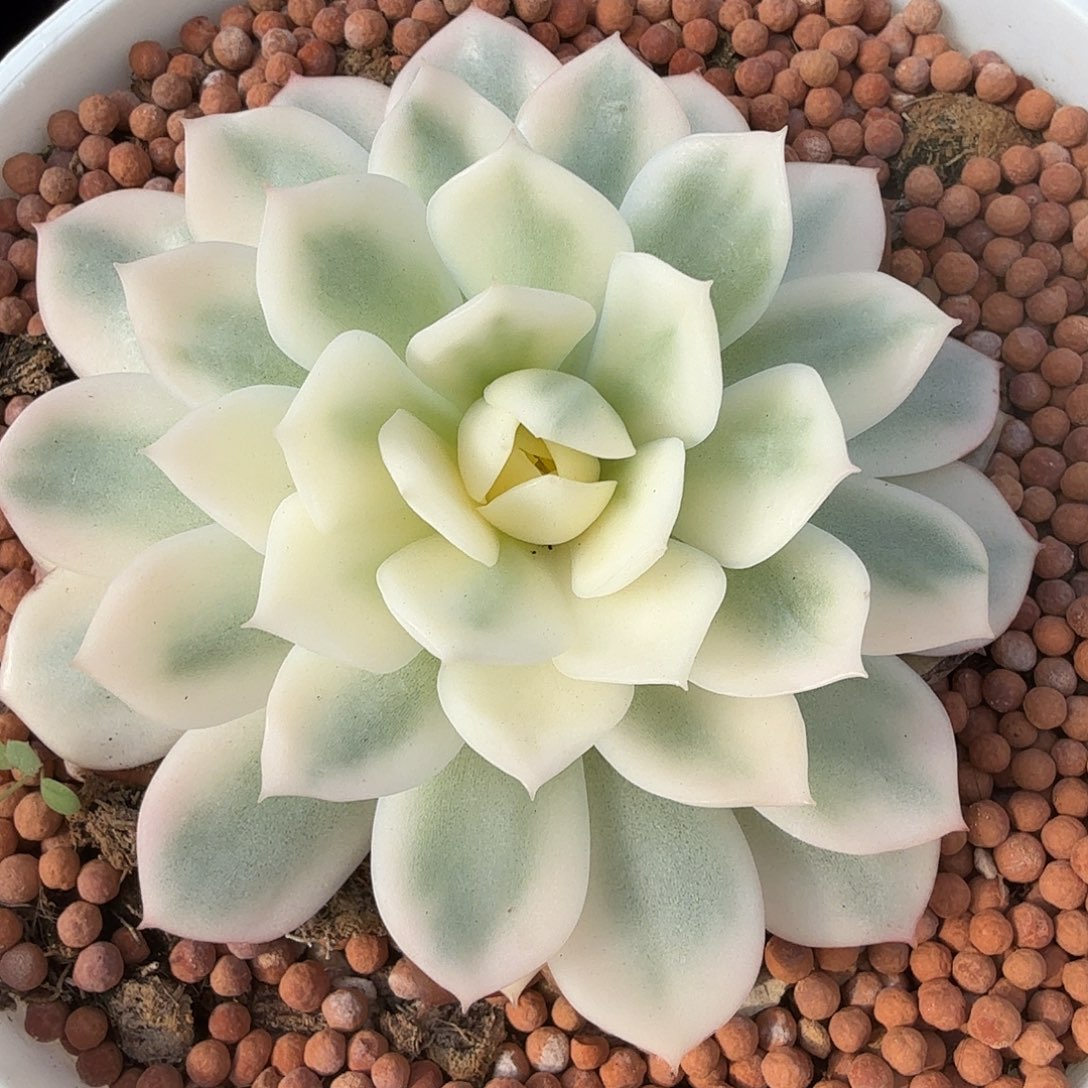 粉水晶锦，多肉植物。