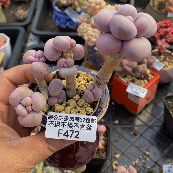 芭比奶洛472多肉植物