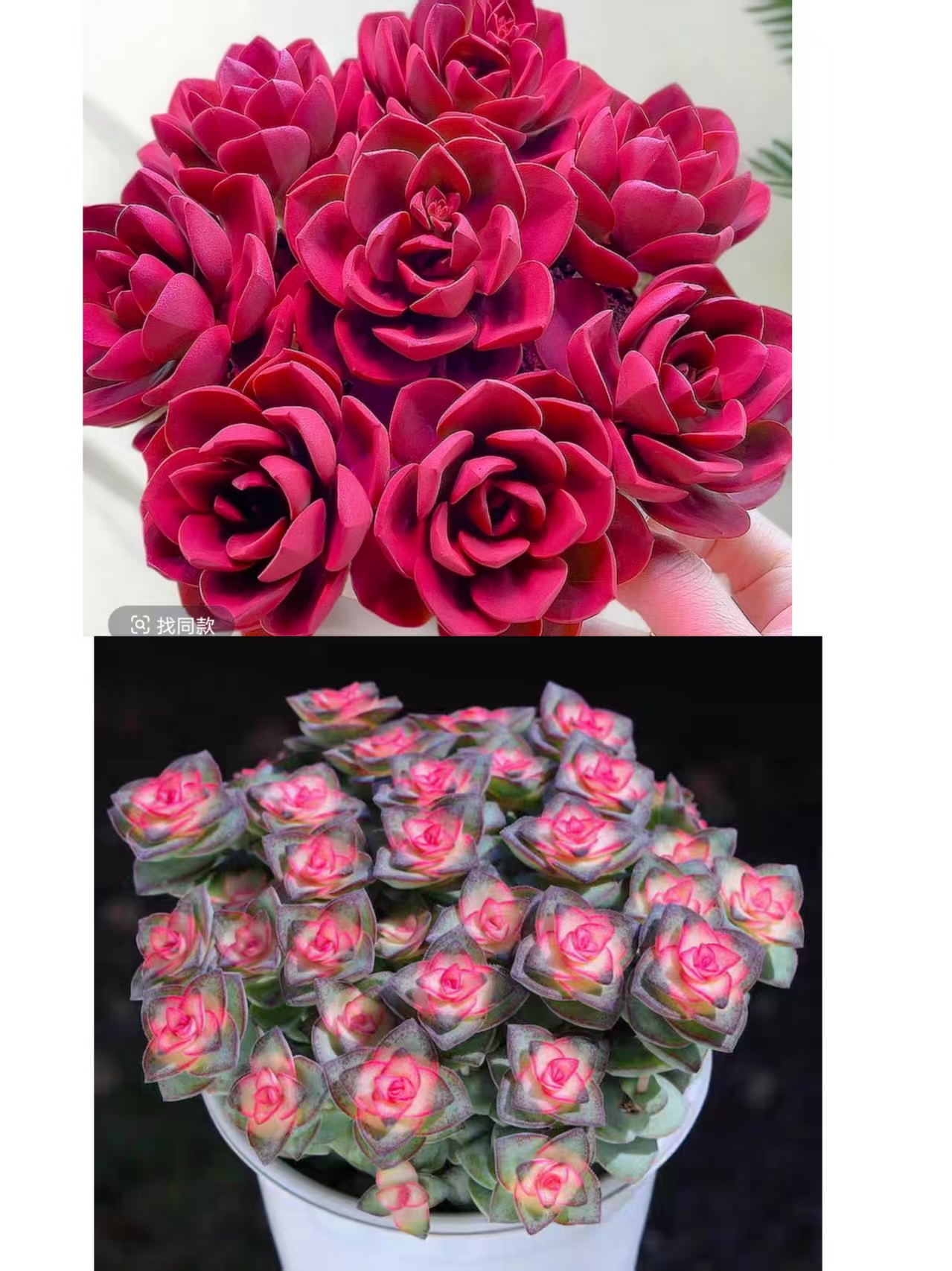 {红玫瑰+彩虹钱多多} 带盆土发  新手好养活 室内外养 金喜多肉