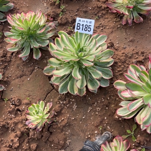 185海鲜不包断枝