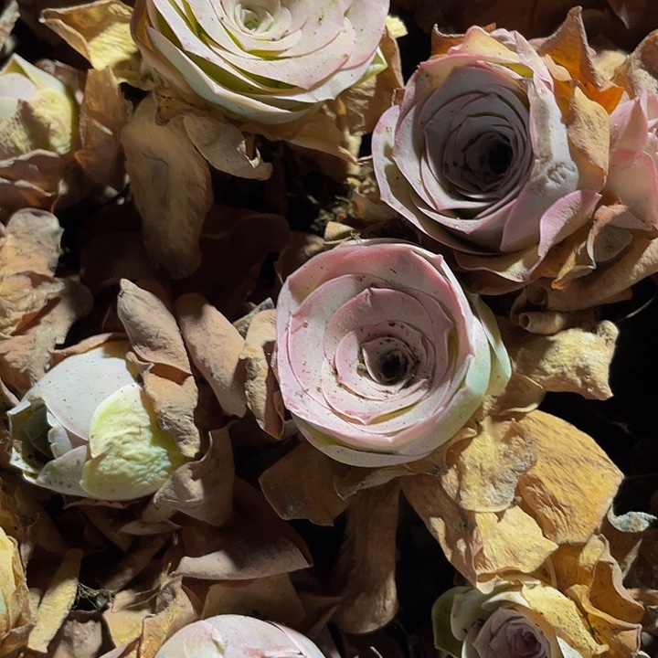 小粉怕玫瑰1元带土发货