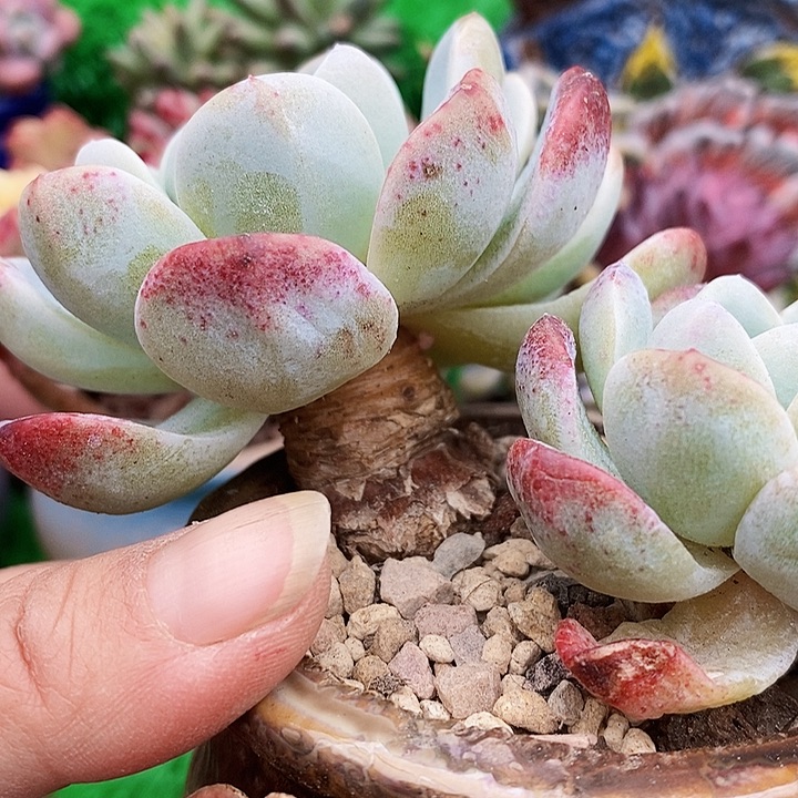 冰玉老桩整无砍多肉