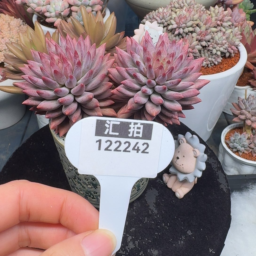 精品多肉植物122242