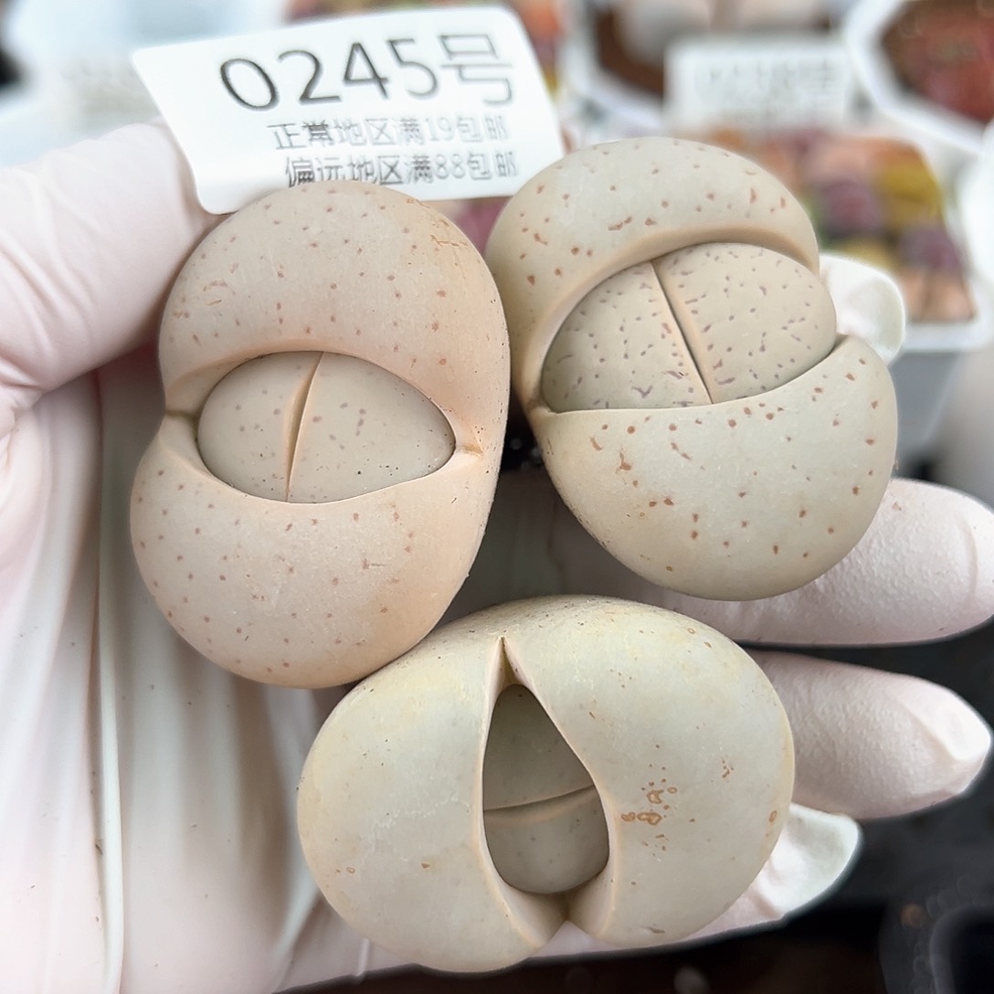 0245五年大白三颗4-4.5cm