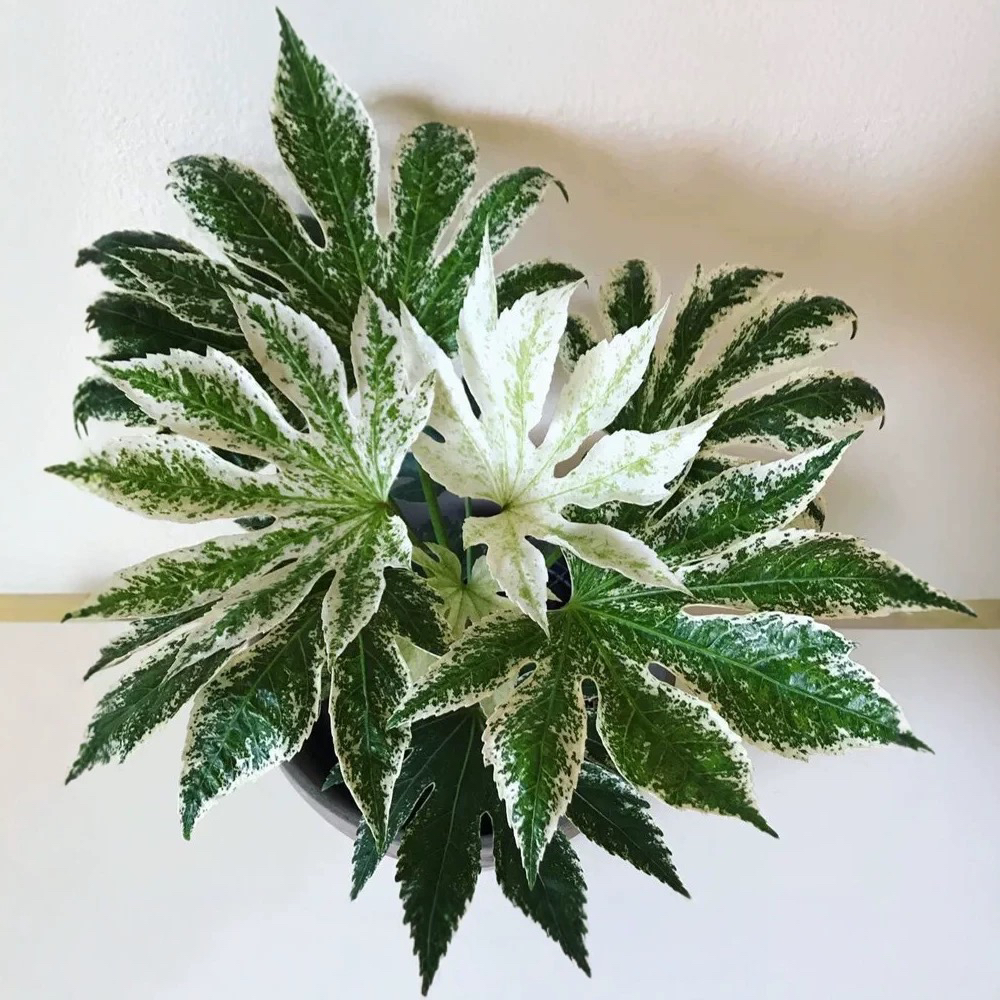 新品花叶锦叶八角金盘锦进口室内ins网红盆栽北欧风绿植美观