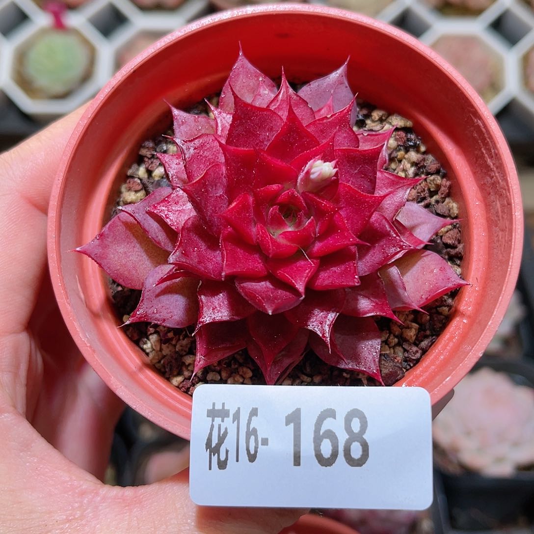 花利美16-168小海螺