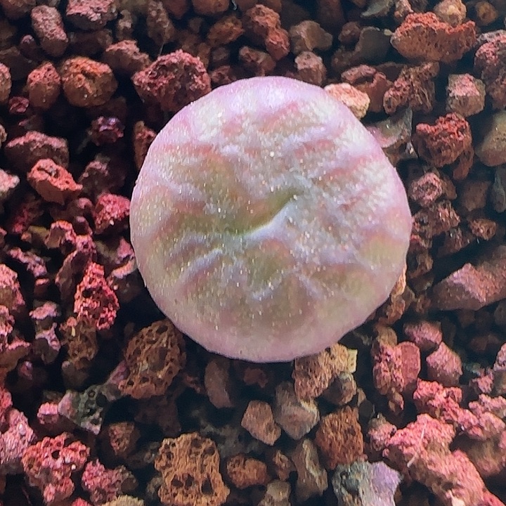 881   开播福利。          